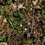 Cerastium pumilum Habit