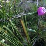 Dianthus arrostoi Flower