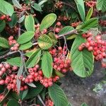 Cotoneaster glaucophyllus 果実