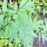 Achillea macrophylla Blad