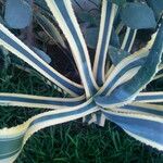 Agave tequilana Habitatea