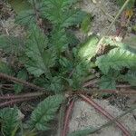 Erodium gruinum Other