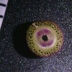 Veronica catenata Corteza