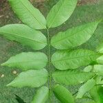 Cenostigma tocantinum ഇല