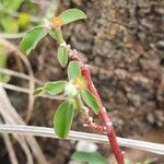 Euphorbia crotonoides Hostoa