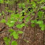 Crataegus marshallii Leaf