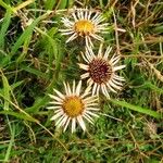 Carlina vulgaris 花