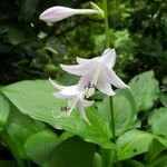 Hosta plantaginea Blüte