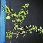 Euphorbia schlechtendalii Drugo