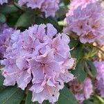 Rhododendron catawbiense Цветок