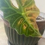 Alocasia longiloba Leaf