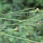 Sida linifolia 樹皮