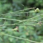 Sida linifolia Bark