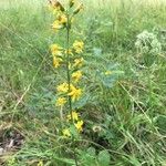 Solidago virgaureaफूल