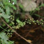 Veronica catenata Fruit