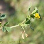 Medicago intertexta Otro