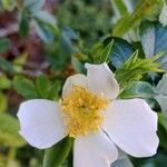 Rosa agrestis Fleur