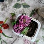 Trifolium medium Цвят