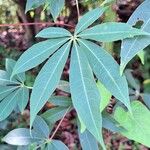 Ceiba pentandra 葉