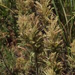 Castilleja thompsonii Habit