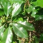 Syzygium aromaticum Folha