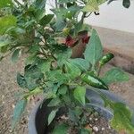 Capsicum frutescens