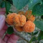 Maclura cochinchinensis Fruit