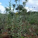 Carlina lanata Habitat