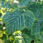 Rubus idaeus Leaf