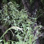 Verbena litoralis Staniste