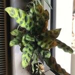 Calathea lancifolia Hoja