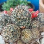 Mammillaria prolifera Ovoce