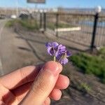 Viola hirta Çiçek