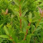 Vaccinium cylindraceum Hoja