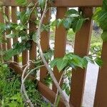 Cryptostegia madagascariensis Bark