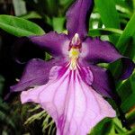 Miltonia spectabilis Flower