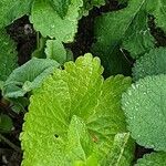 Phlomoides tuberosa Yaprak