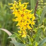 Lysimachia terrestris Květ