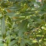 Salix cinerea ഇല