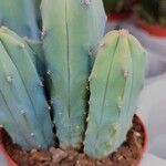 Myrtillocactus geometrizans 形态