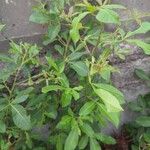 Searsia natalensis Leaf