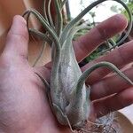 Tillandsia paucifolia 葉