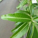 Tabernaemontana persicariifolia Leaf