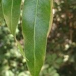 Brachychiton rupestrisপাতা