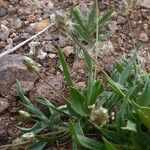 Plantago amplexicaulis 形态