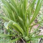 Hyacinthus orientalis Leaf