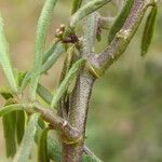 Iberis linifolia Ekosanga