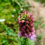 Liatris spicataപുഷ്പം