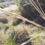 Brachypodium retusum Φρούτο