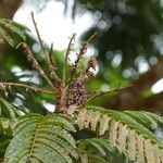 Pentaclethra eetveldeana Leaf